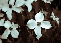 Monochrome